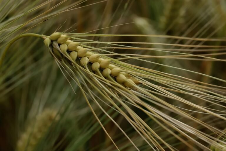 indian growth initiative program