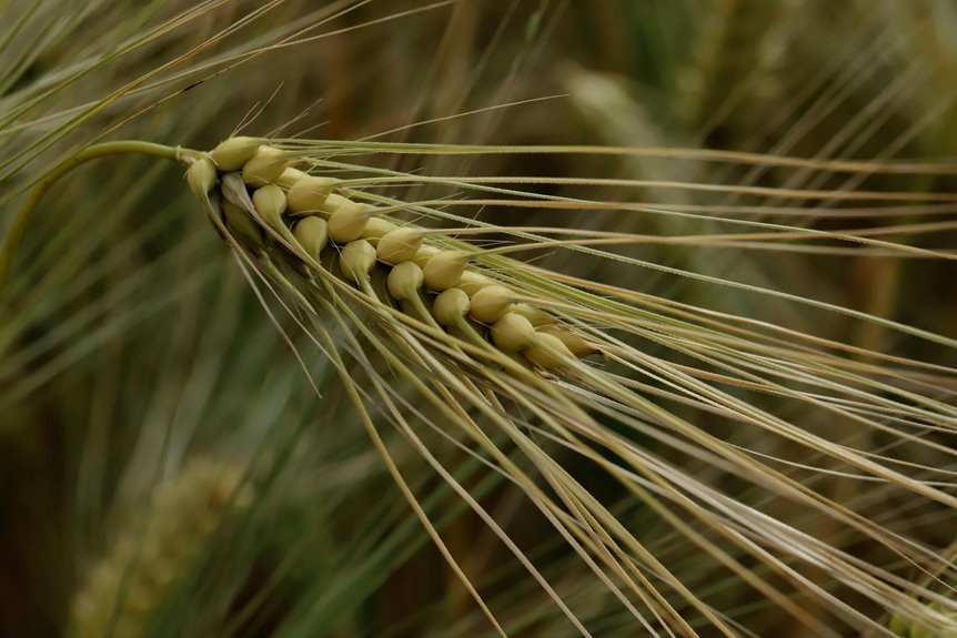 indian growth initiative program